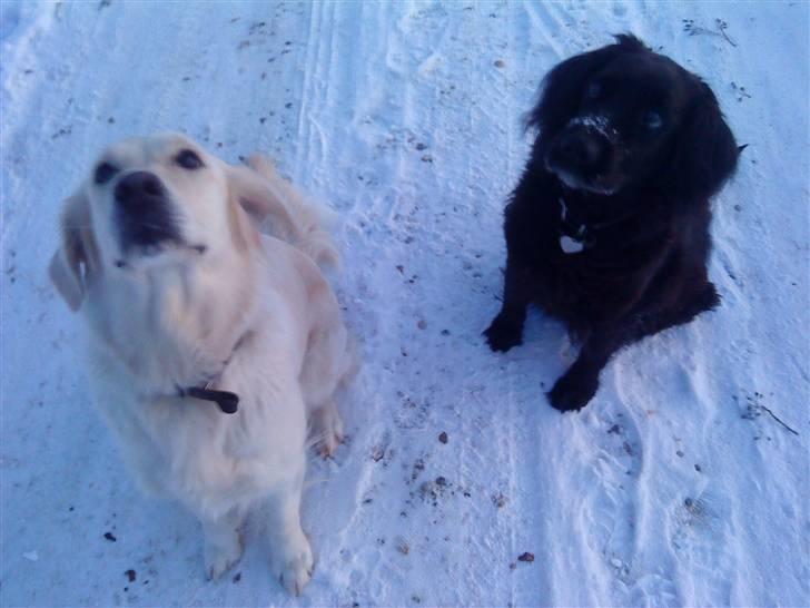 Blanding af racer Lady *Himmelhund* billede 13