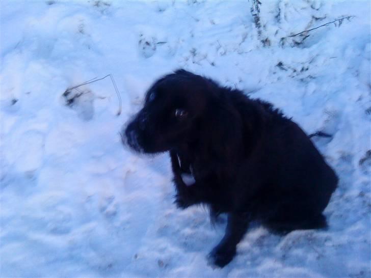 Blanding af racer Lady *Himmelhund* billede 14