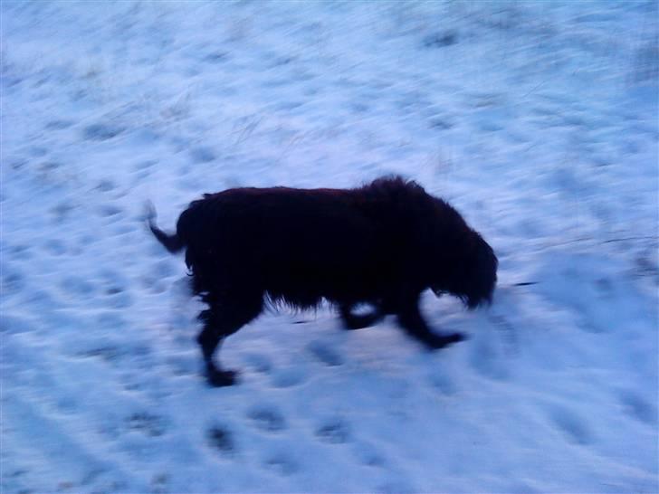 Blanding af racer Lady *Himmelhund* billede 15