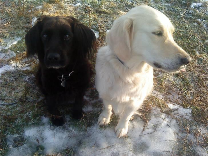 Blanding af racer Lady *Himmelhund* billede 16