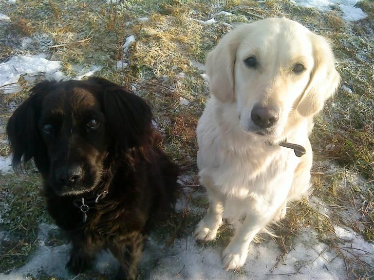 Blanding af racer Lady *Himmelhund* billede 17