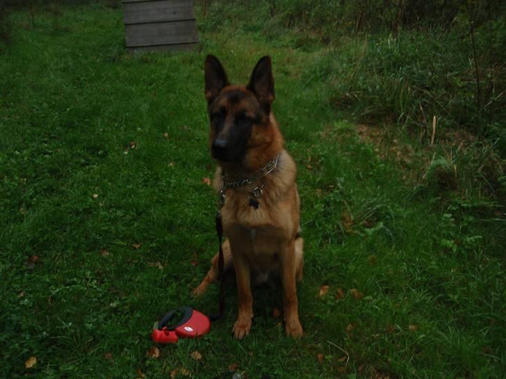 Schæferhund Dalton billede 12