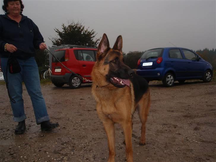 Schæferhund Dalton billede 13