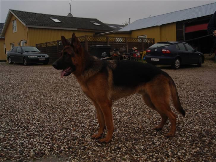 Schæferhund Dalton billede 14