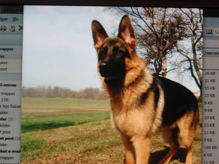 Schæferhund Dalton billede 15