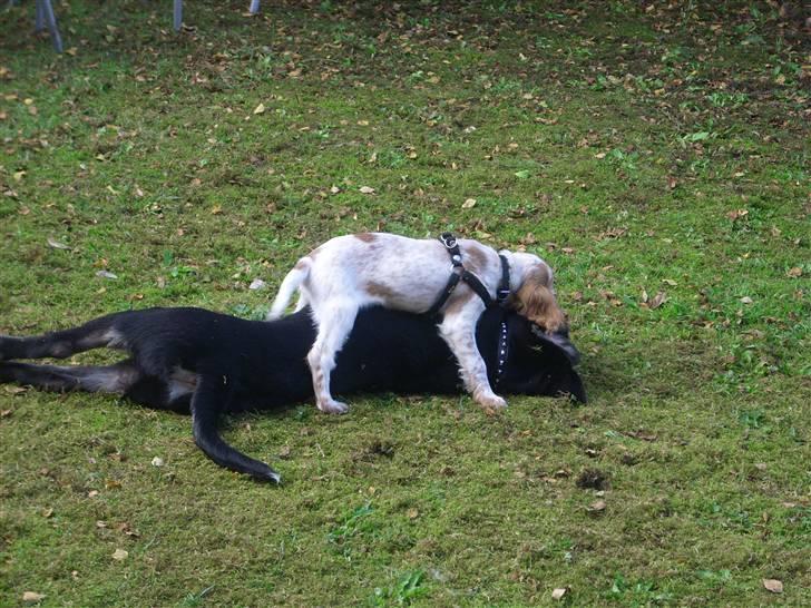 Cocker spaniel Jadzia *R.I.P.* billede 7