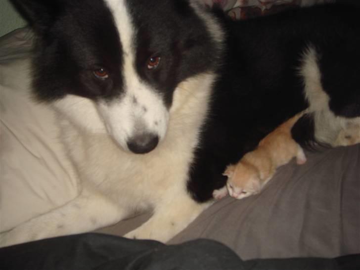 Karelsk bjørnehund Gizmo - Gizmo med lille killing på 13 dage billede 17