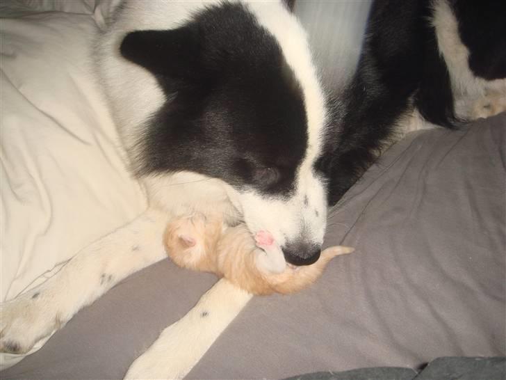 Karelsk bjørnehund Gizmo billede 18