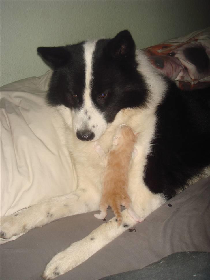 Karelsk bjørnehund Gizmo billede 19