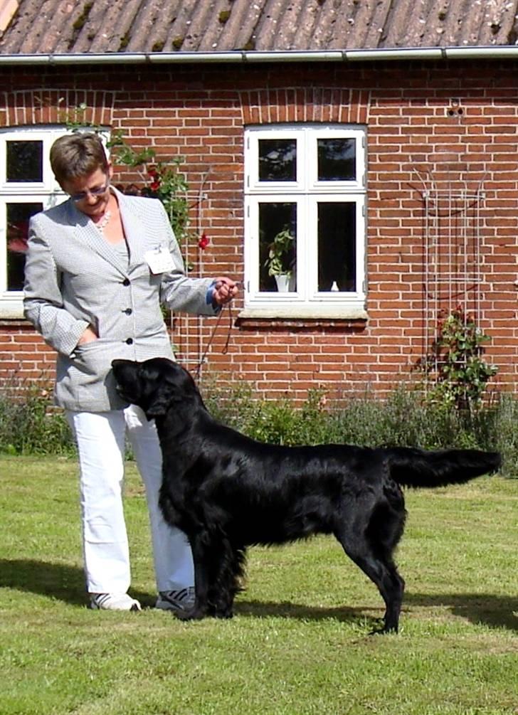 Flat coated retriever Bailey - 18 mdr. og 2 bedste han på Flatudstilling ud af 12 hanner :o)) billede 17