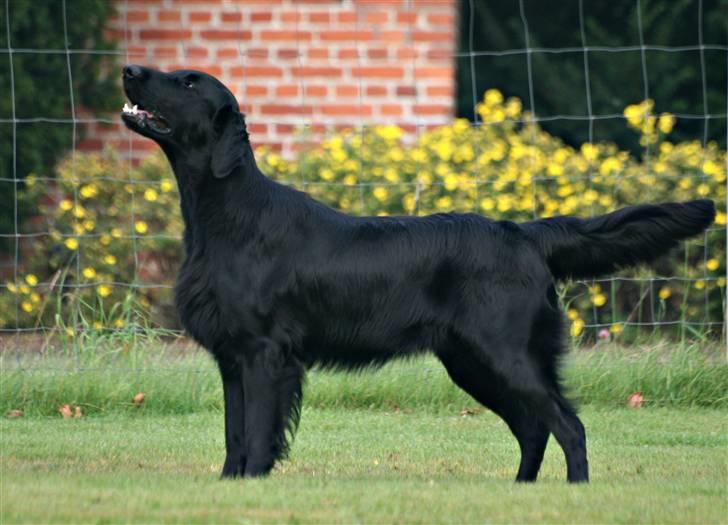 Flat coated retriever Bailey - 19 mdr. billede 19