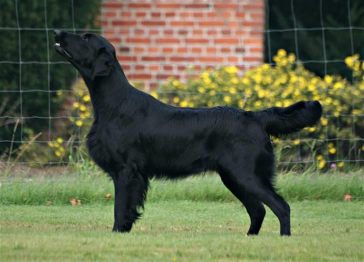 Flat coated retriever Bailey - 19 mdr. billede 20