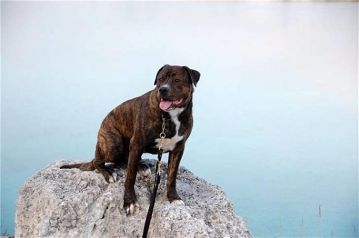 Blanding af racer Kato billede 15