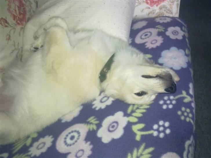 Samojedhund laban billede 1