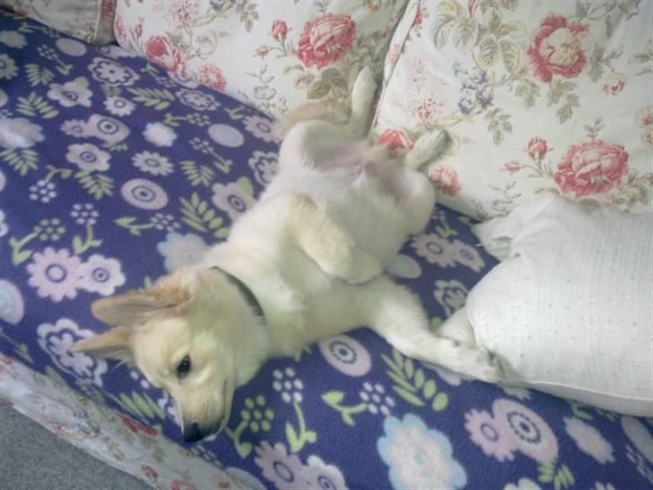 Samojedhund laban billede 2