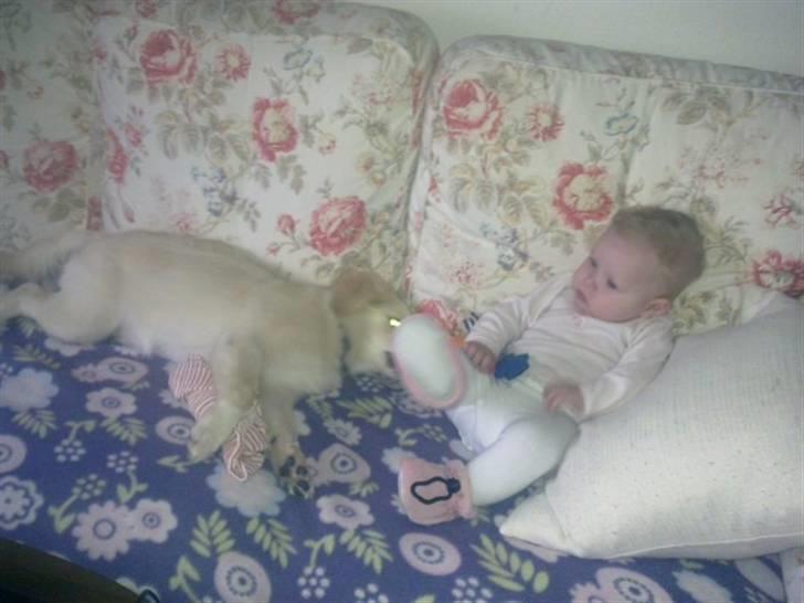 Samojedhund laban billede 3