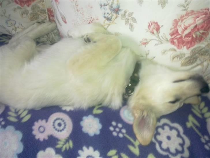 Samojedhund laban billede 4