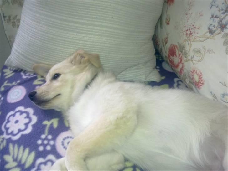 Samojedhund laban billede 5