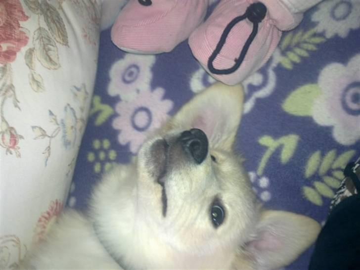 Samojedhund laban billede 6