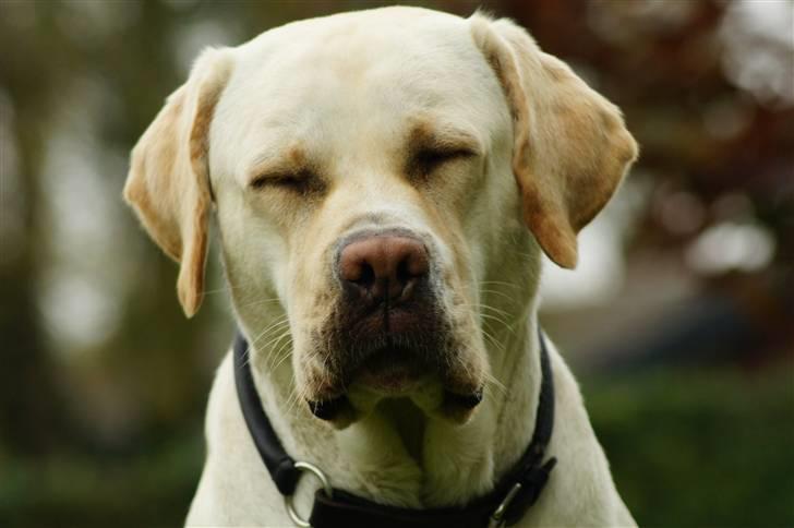 Labrador retriever Tiko billede 9