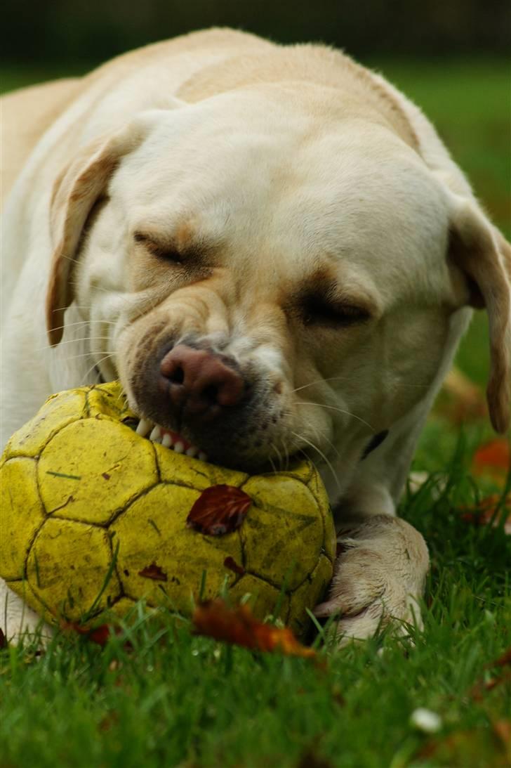 Labrador retriever Tiko billede 10