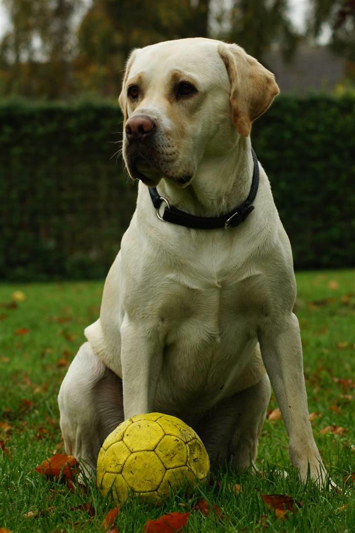 Labrador retriever Tiko billede 11