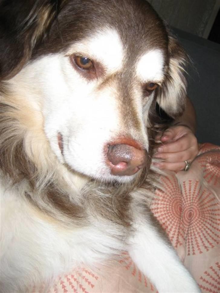 Blanding af racer Wizard - aai mor gider ikke (2009) billede 14