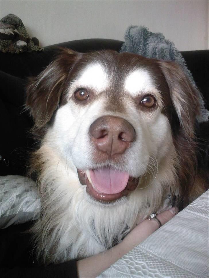 Blanding af racer Wizard - smil smil smil til fotografen (2010) billede 15