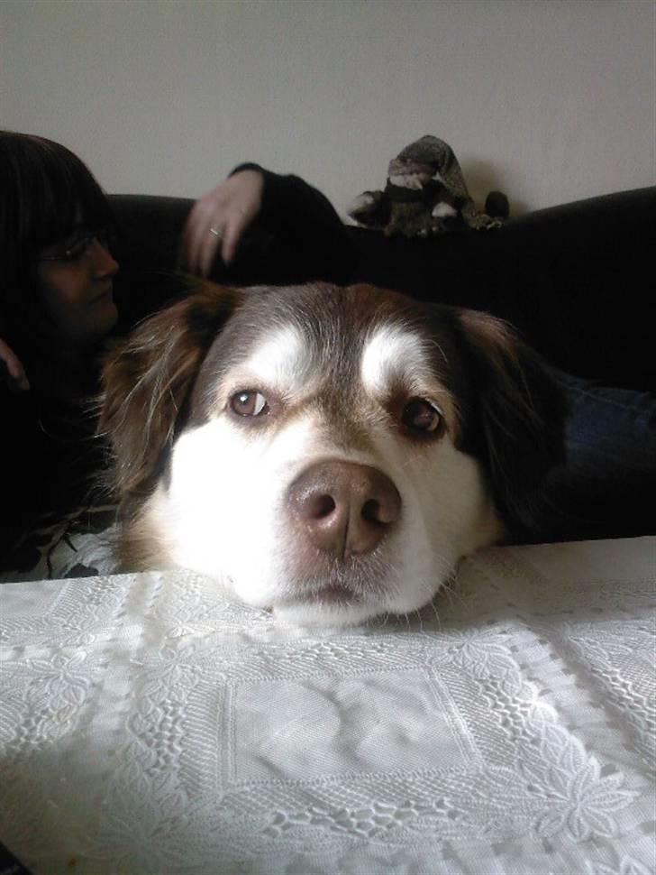 Blanding af racer Wizard - nogen ved vindduet måske hmm (2010) billede 16