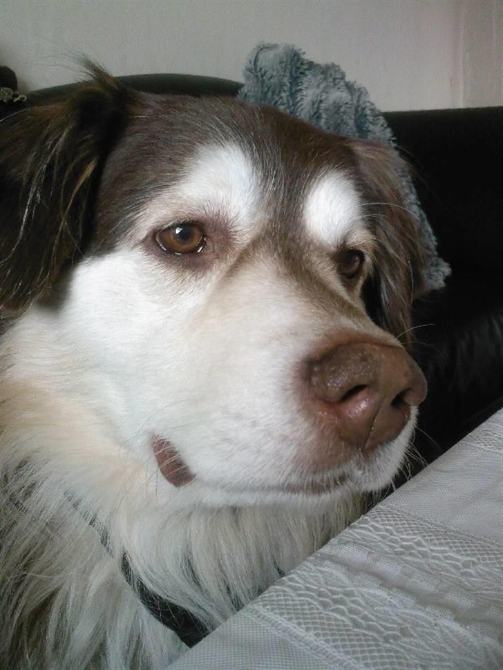 Blanding af racer Wizard - uh kommer der gæster (2010) billede 17