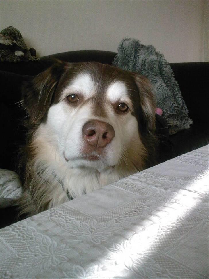 Blanding af racer Wizard - se lige mor hvor sød jeg er (20109 billede 18