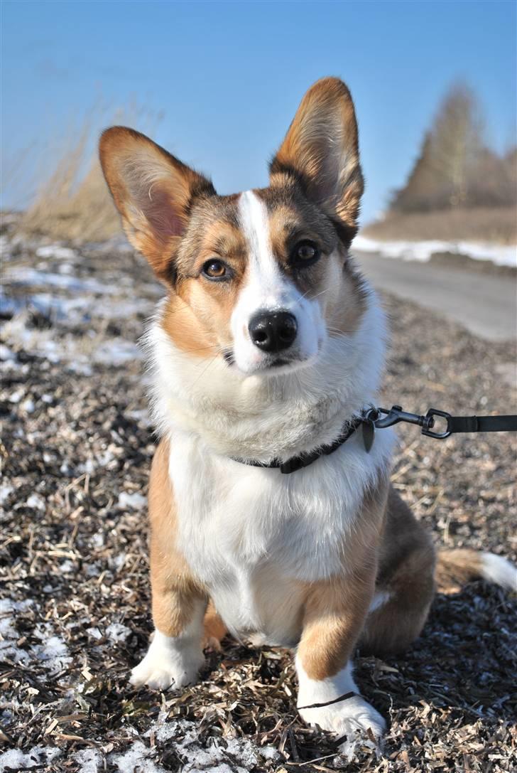 Welsh corgi cardigan Miley - 17/ Så er vi på stranden! (: billede 17