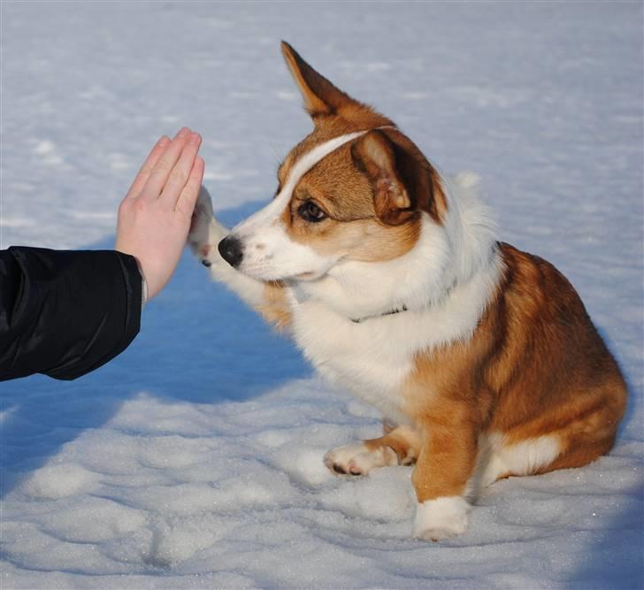 Welsh corgi cardigan Miley - 18/ High five! :) billede 18