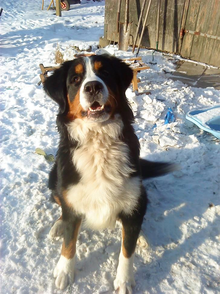 Berner sennenhund Emil - føste gang i sne 2009 billede 1