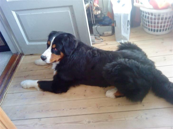 Berner sennenhund Emil - er han ikke lækker billede 2