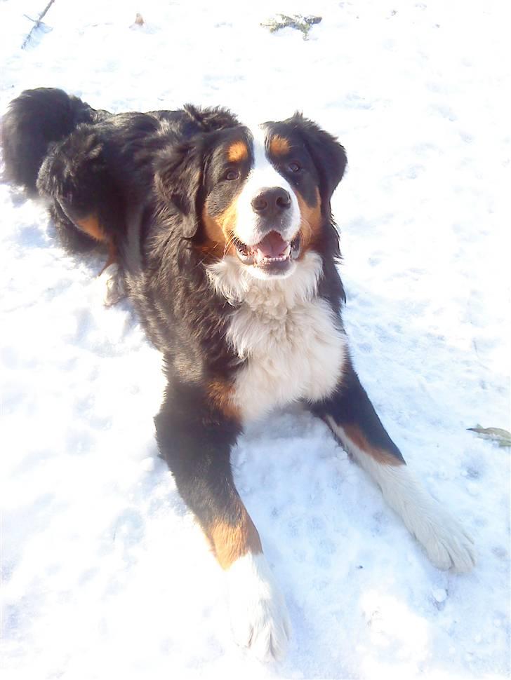 Berner sennenhund Emil billede 9