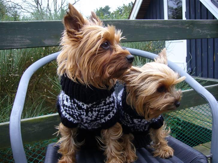 Yorkshire terrier Fifi billede 12