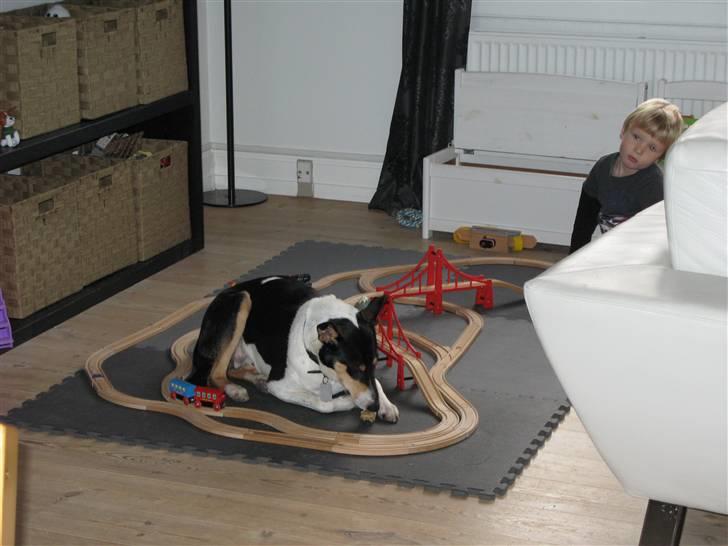 Collie korthåret Buddy - Buddy nyder at være med i familiens aktiviteter og kan godt "pakke" sig lidt sammen billede 1