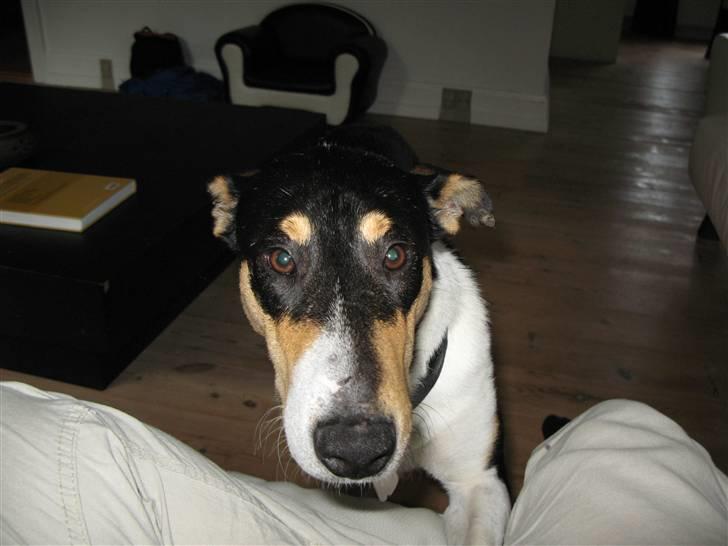 Collie korthåret Buddy - Buddy close up billede 4