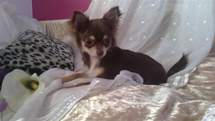 Chihuahua High Fly Cherie Mon Ami - Hjemme fra Ejstrupholm billede 1