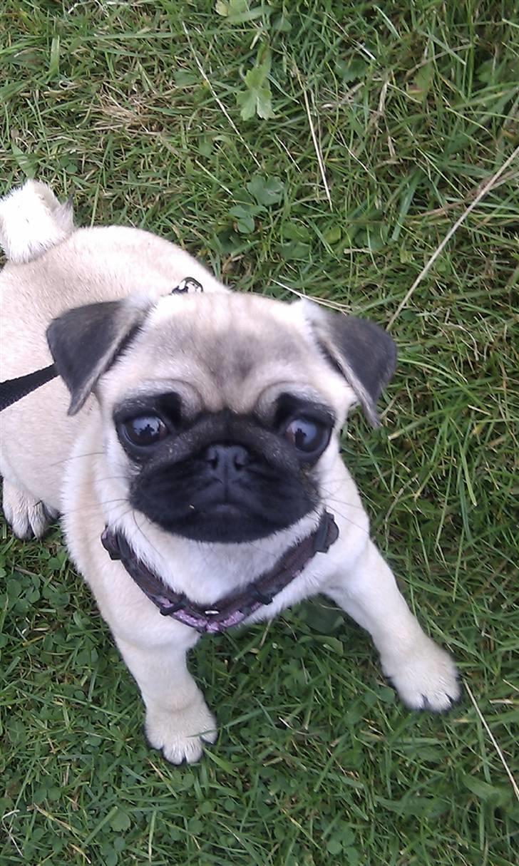 Mops Yasmin billede 1