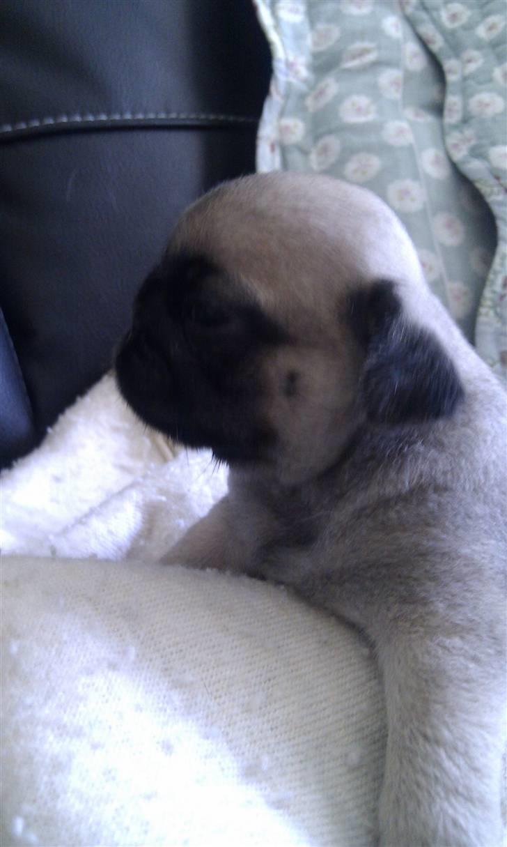 Mops Yasmin billede 2