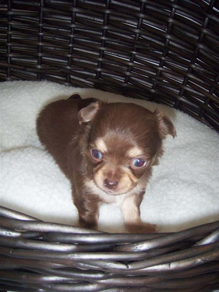 Chihuahua High Fly Cherie Mon Ami billede 2