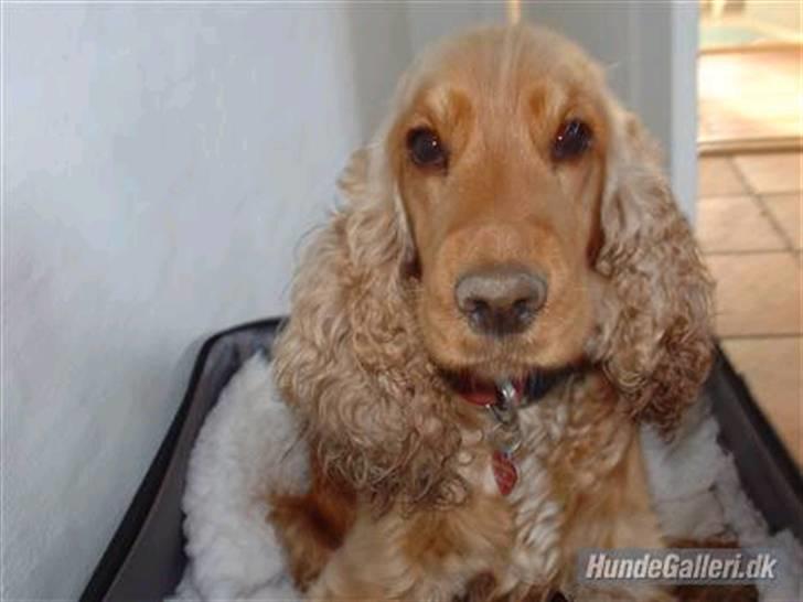 Cocker spaniel donna billede 13