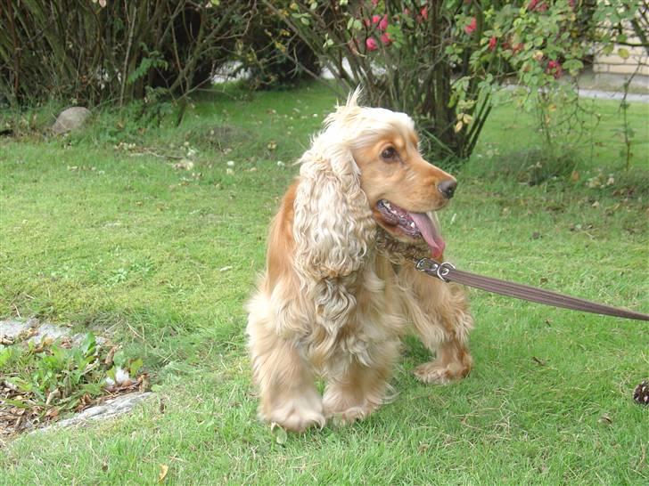 Cocker spaniel donna - ude og gå en dejlig tur! billede 14