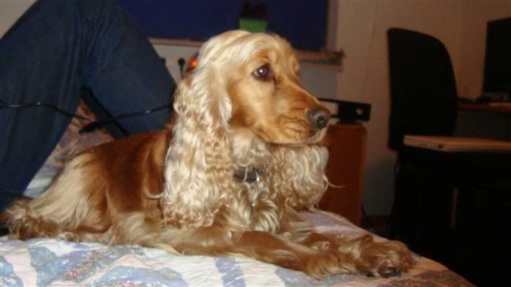 Cocker spaniel donna - ligger og slapper lidt af!<3 billede 15