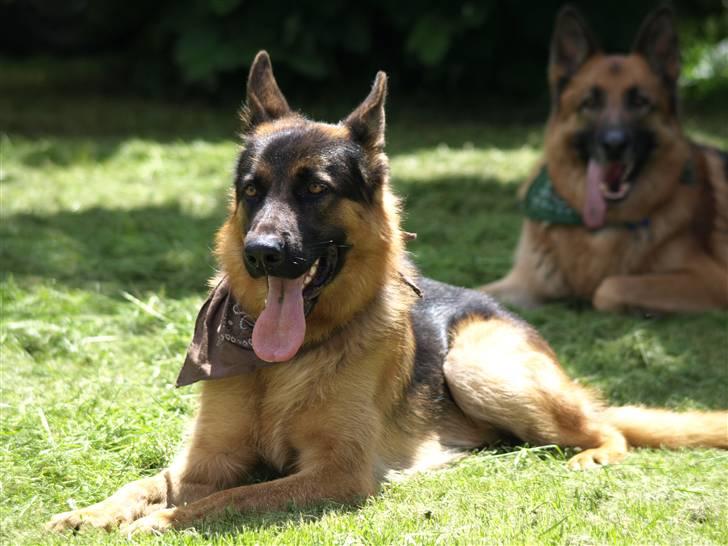 Schæferhund Niels billede 1