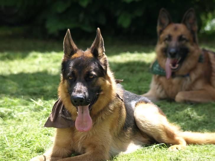Schæferhund Niels billede 2