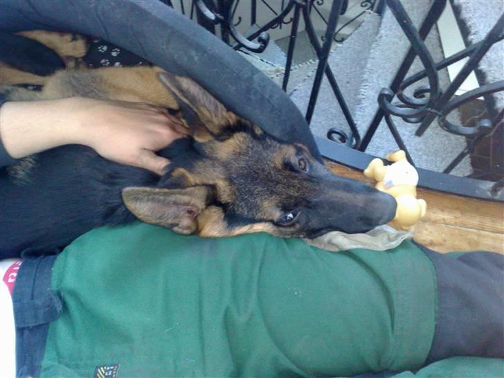 Schæferhund Niels billede 3