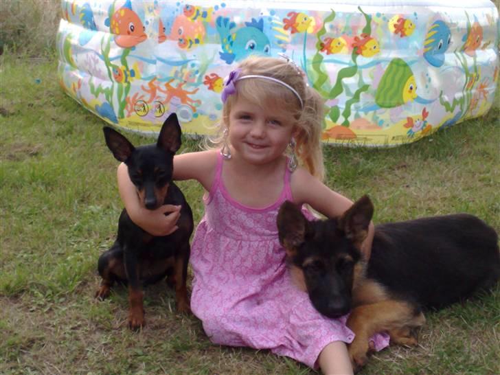 Schæferhund Niels billede 5